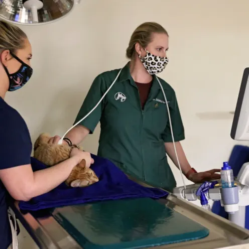 Ultrasound at Ferry Farm Animal Clinic